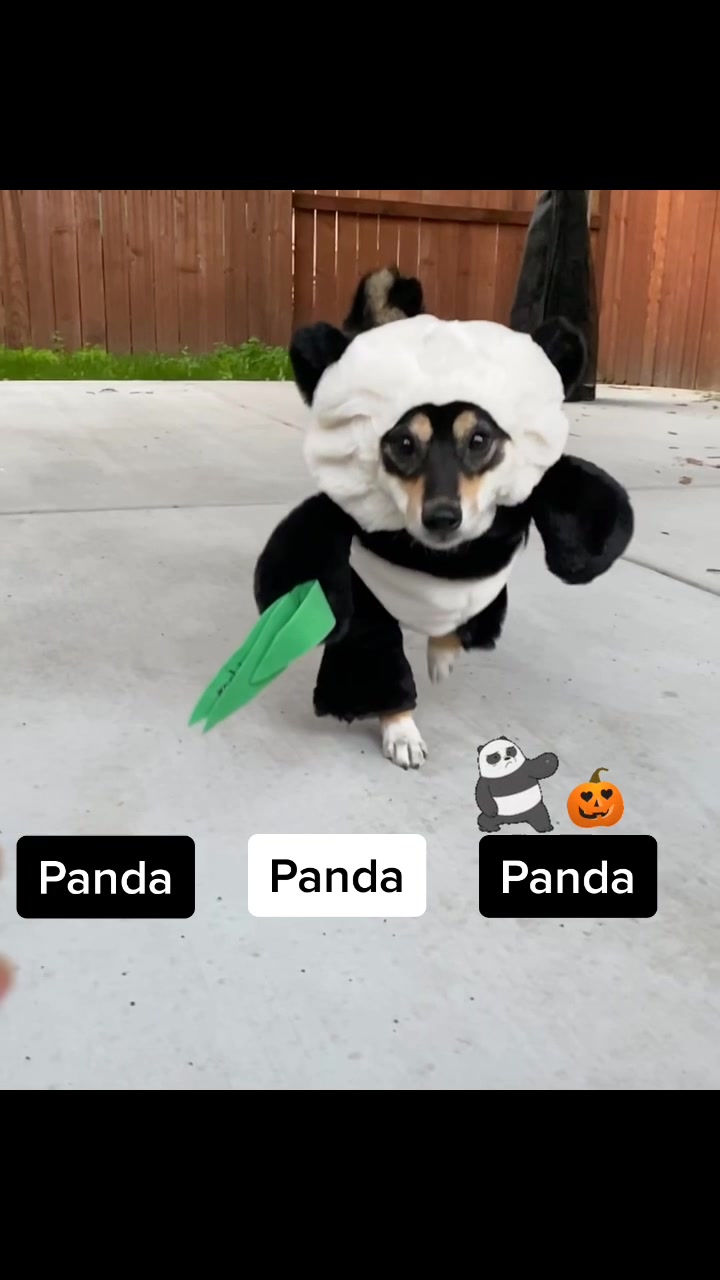 @Zoe the Shiba Inu