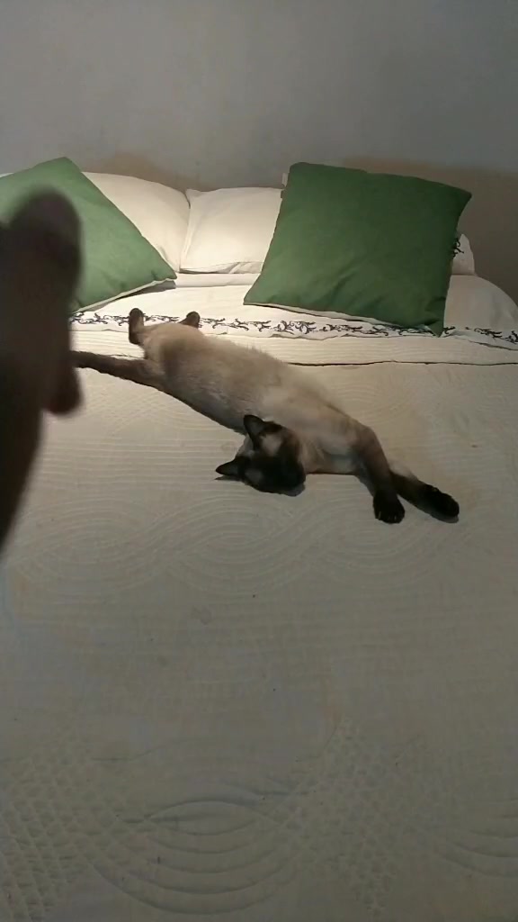 @Titan the Cat