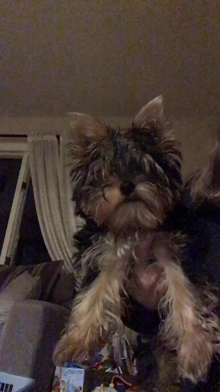 @Pet loverr