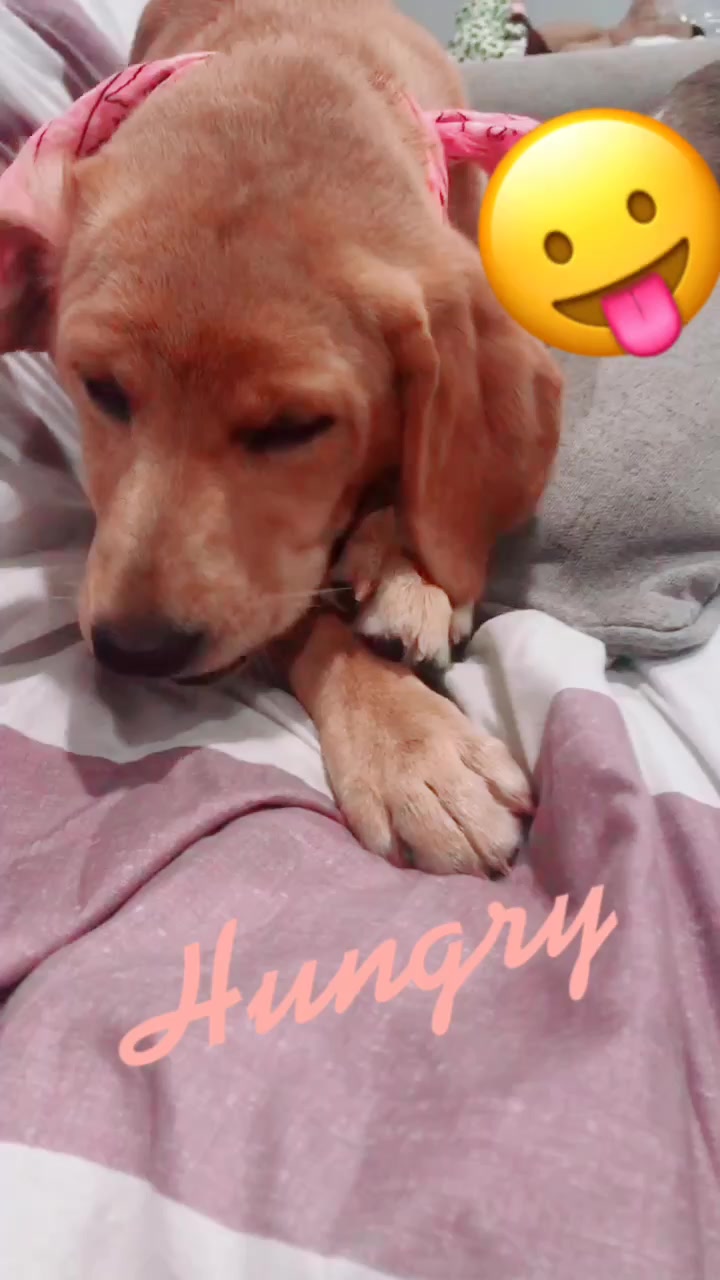 @Xena the dog