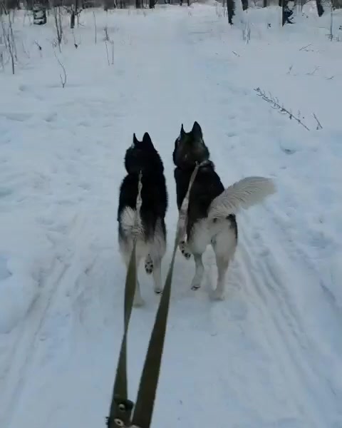 @белая сова
