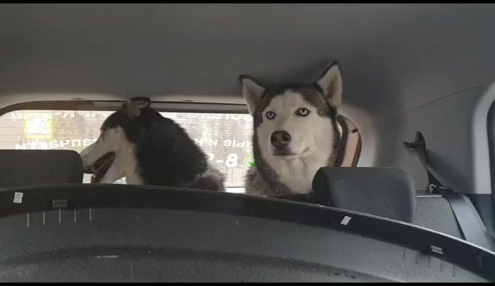 @белая сова