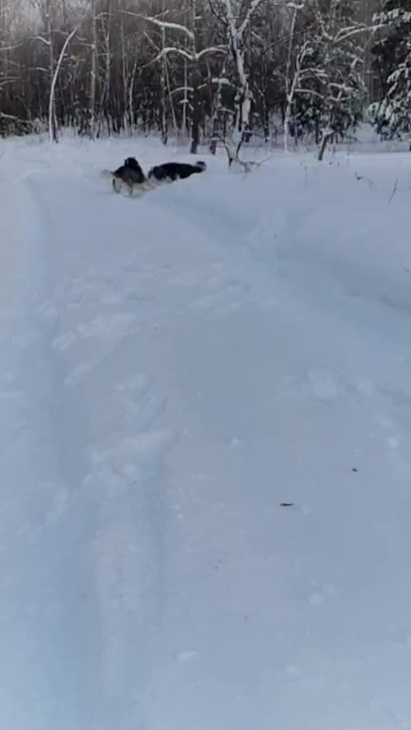 @белая сова