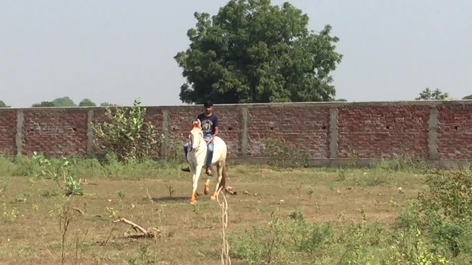 @Yuvibha Horse lover