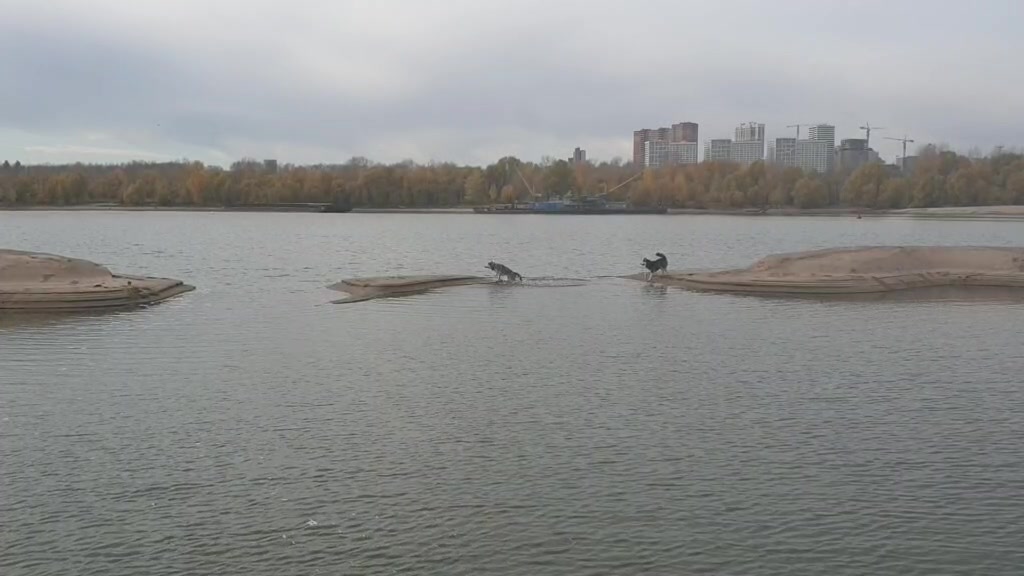 @белая сова