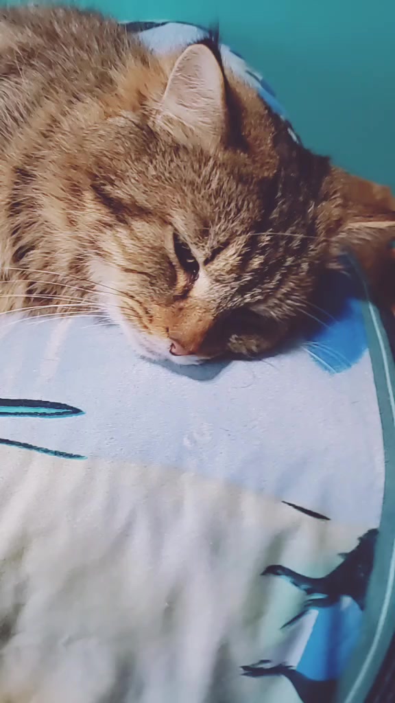 @Mami Penguin