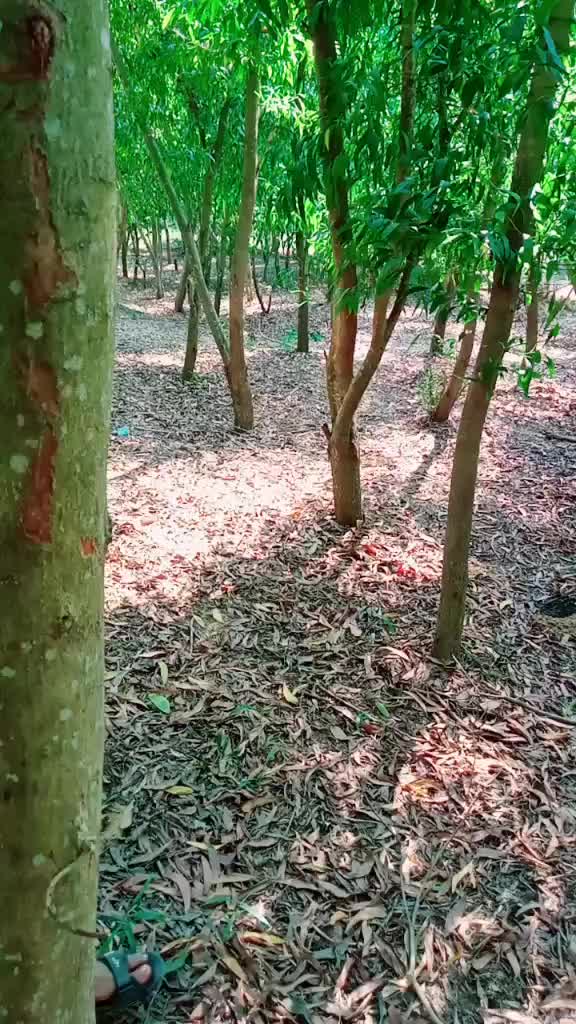 @anup Kumar pradhan