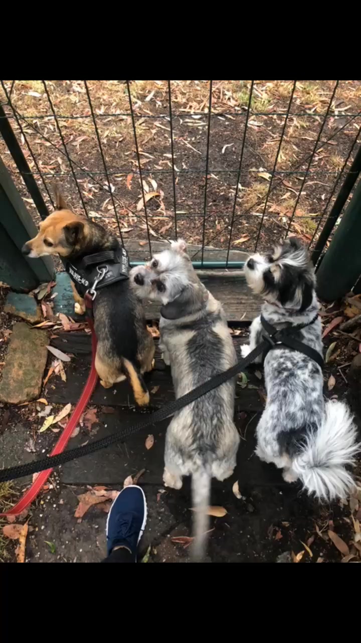 @Doggogirl