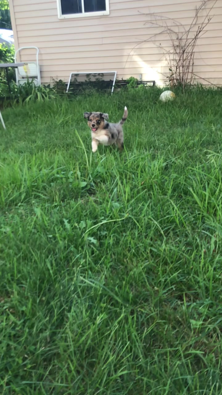 @Kira_the_puppy