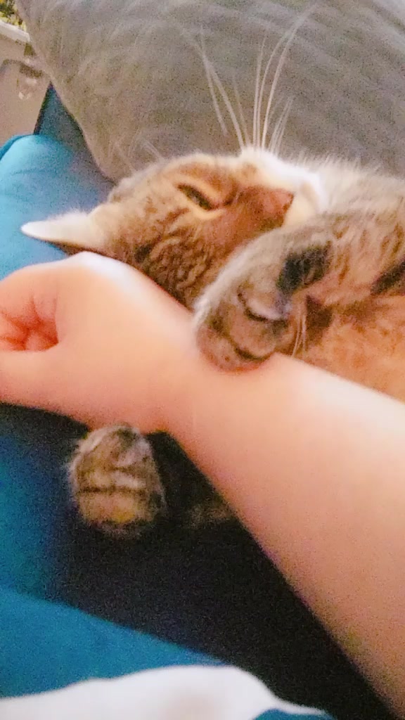 @Catwhisper_Kim