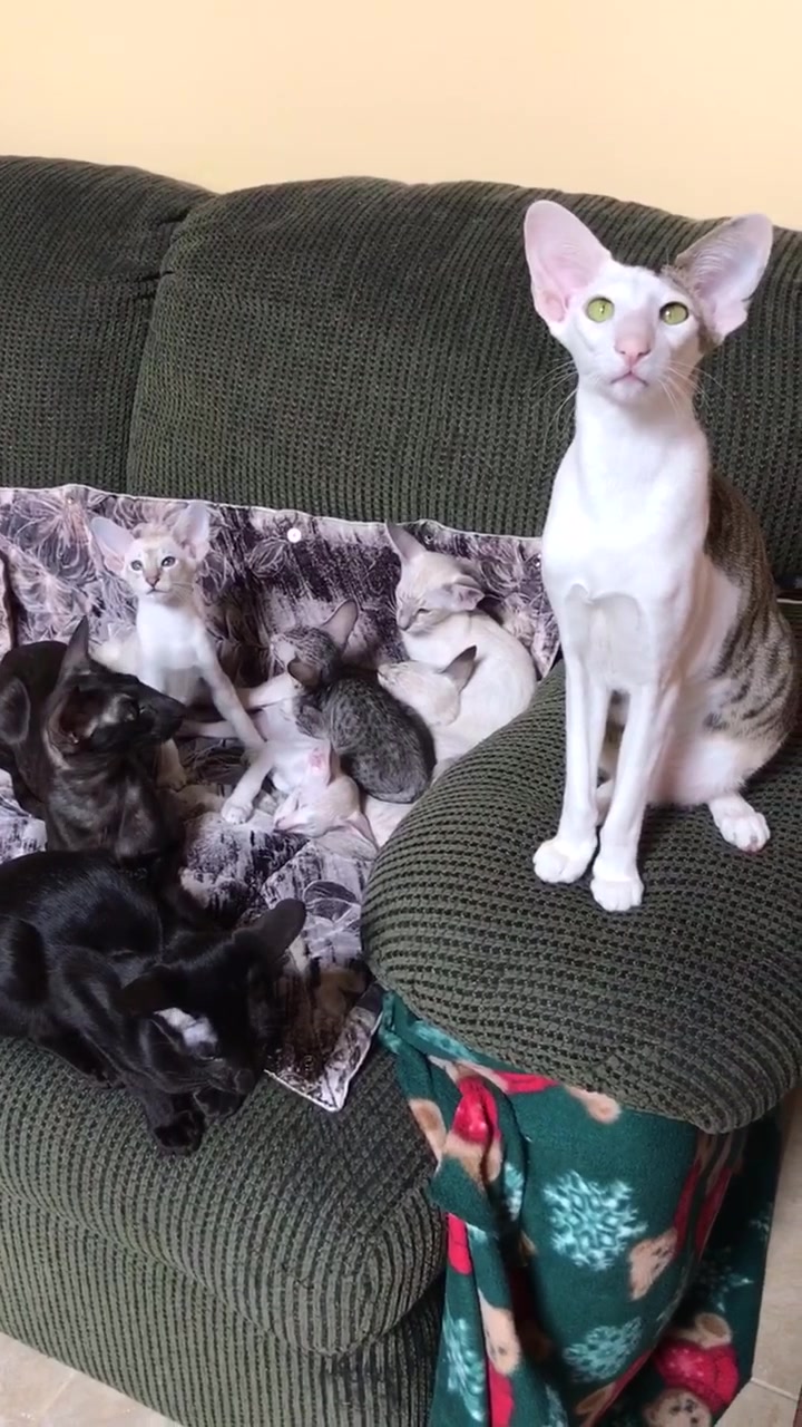 @hobbikats
