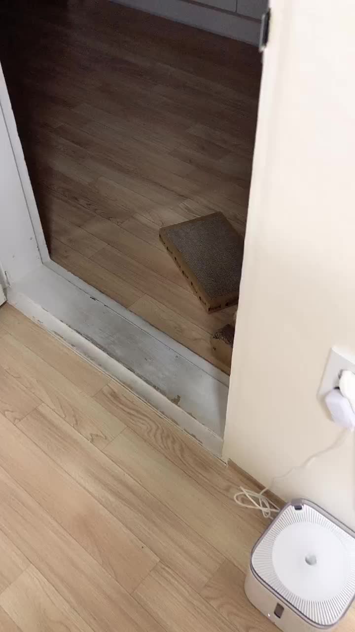@고양이덕후