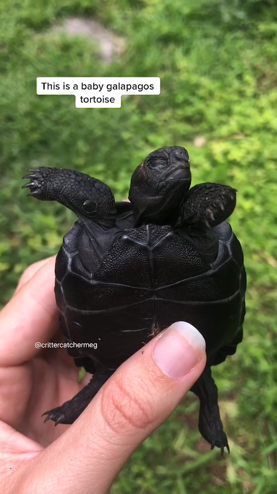 @Megan De Angelis 🐢