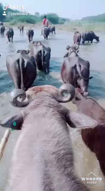 @HajiBhai malthari 🐴