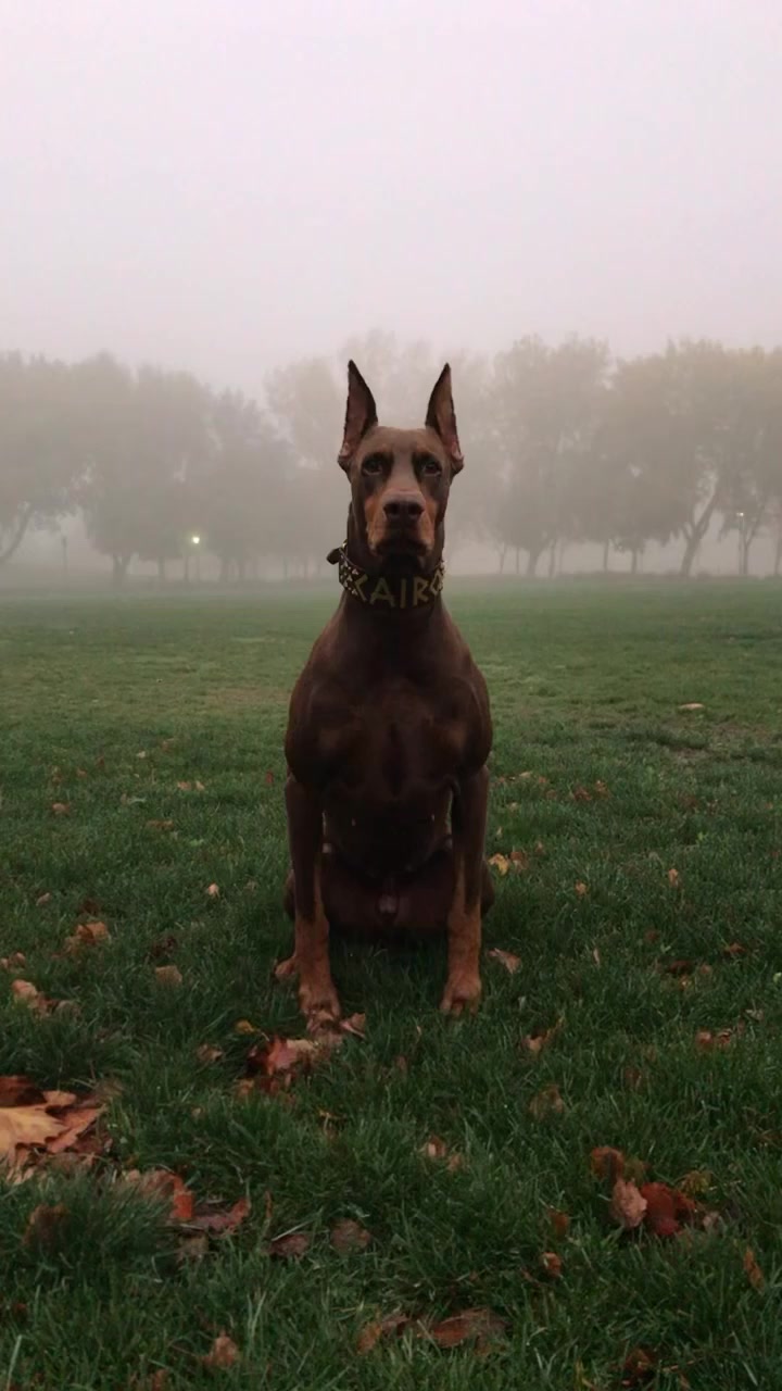 @Cairo the Doberman