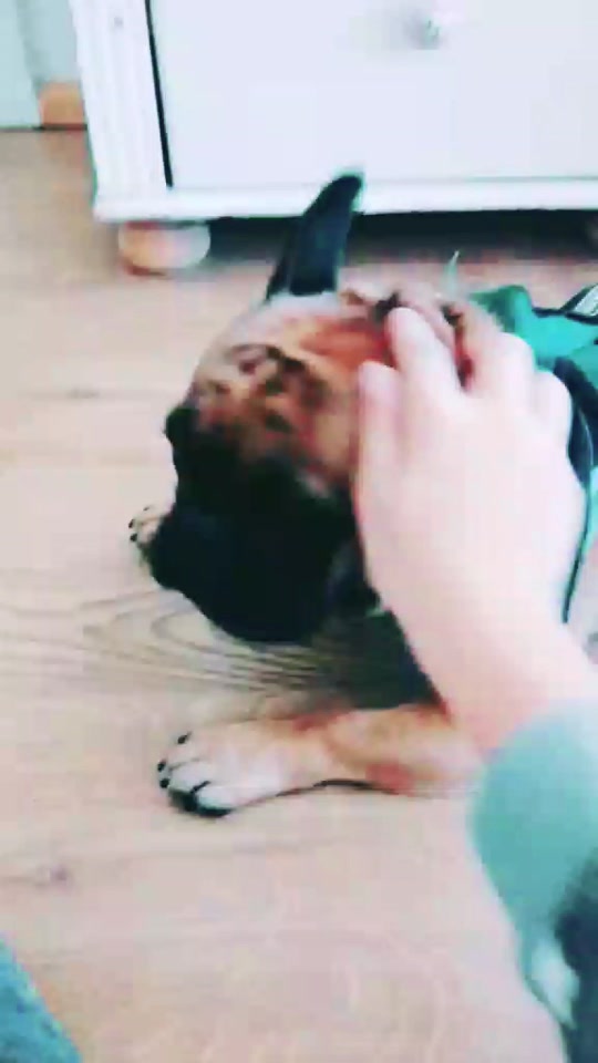 @nwow_pug.tok