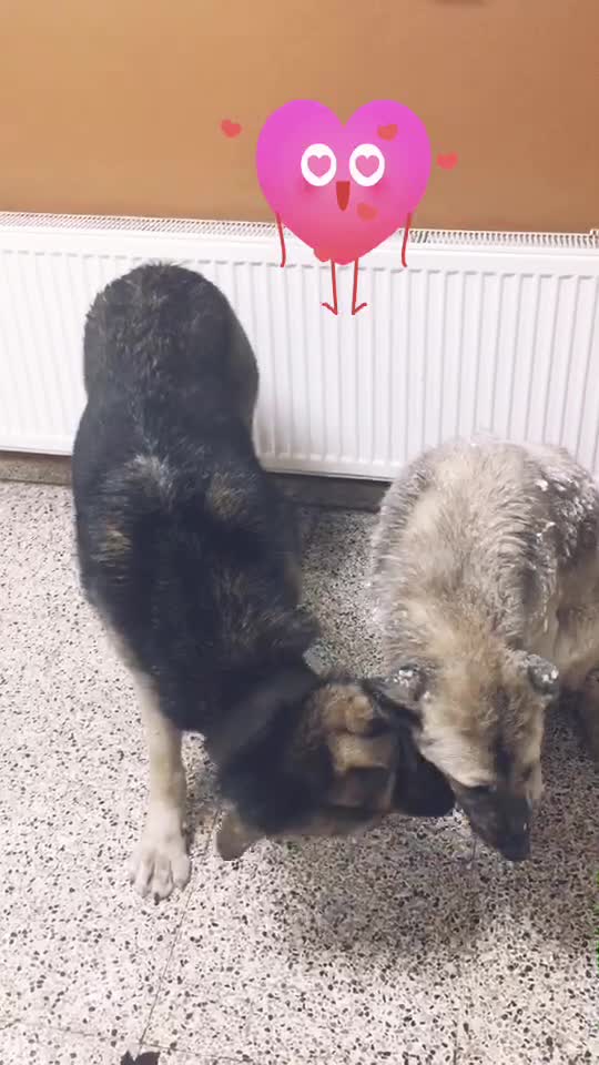 @Gen&ccedil;T&Uuml;RK