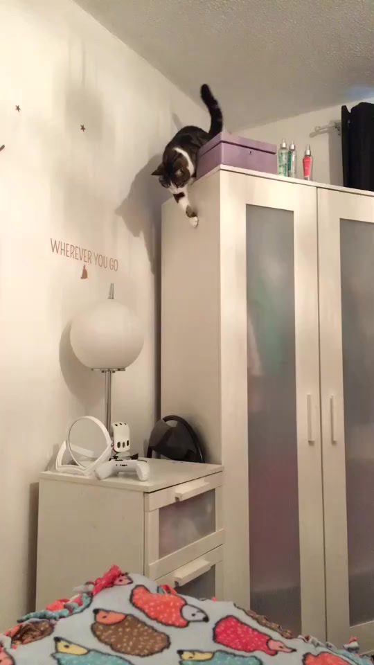 @Mia_mewo