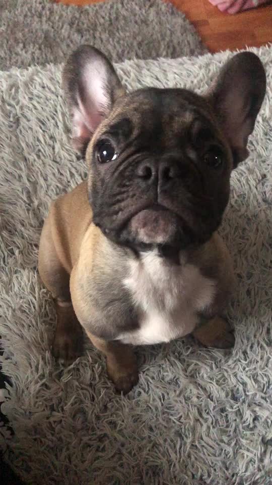 @Frenchbulldog_Zora