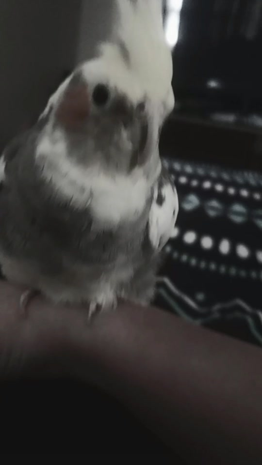 @Sundance the bird