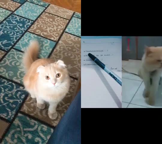 @Trabzon Han&ccedil;er