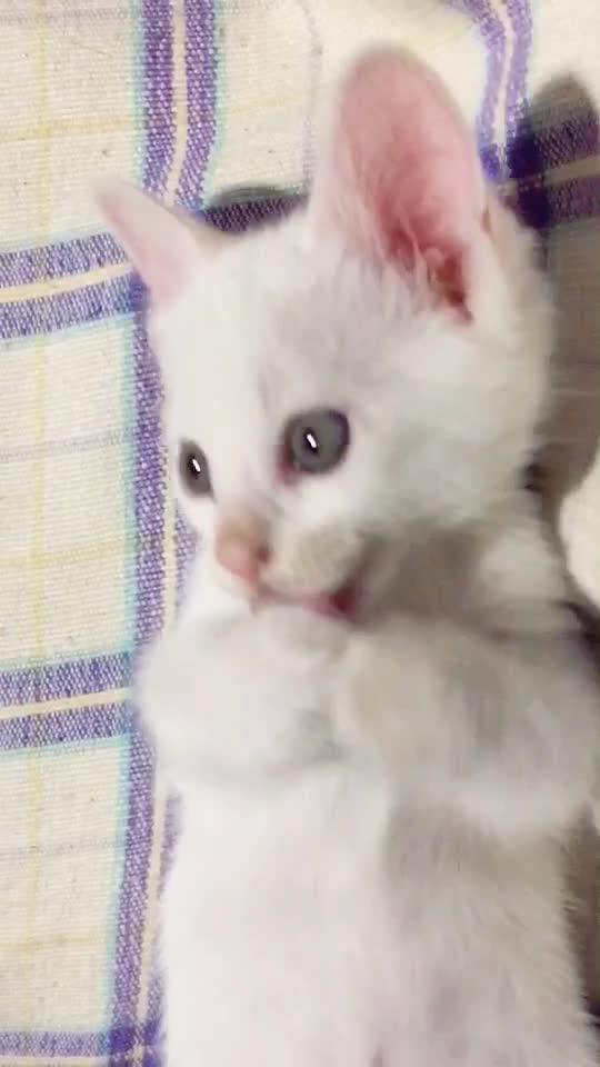 @ゼットン