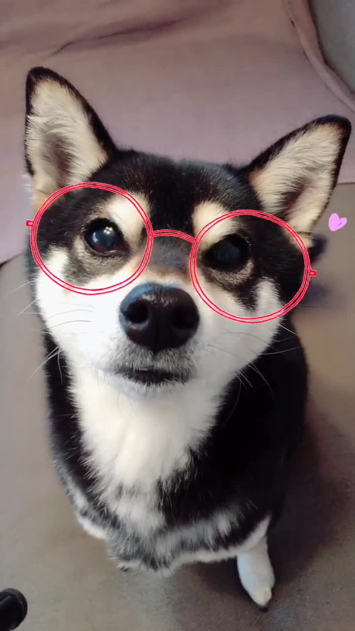 @☀️黒柴犬ひめ☀️