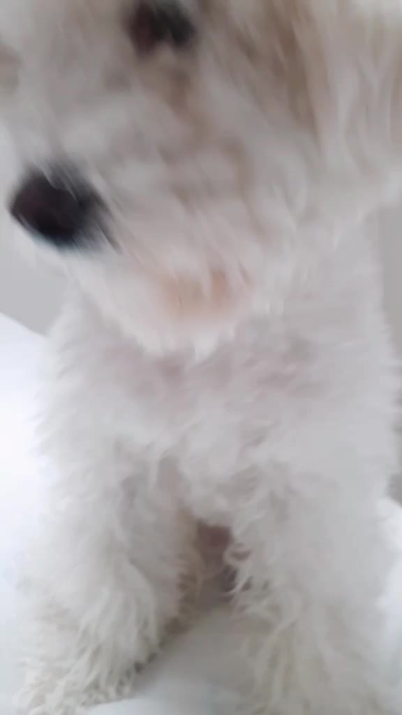 @🌟루피짱🌟