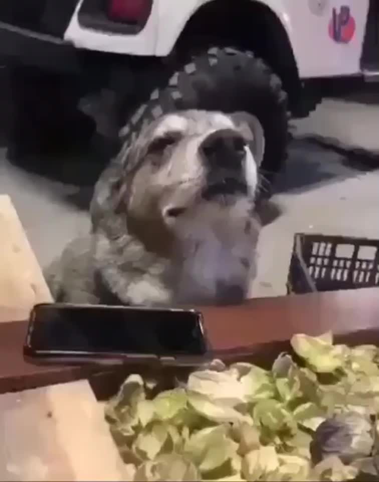 @Kedidir kedi&hearts;️