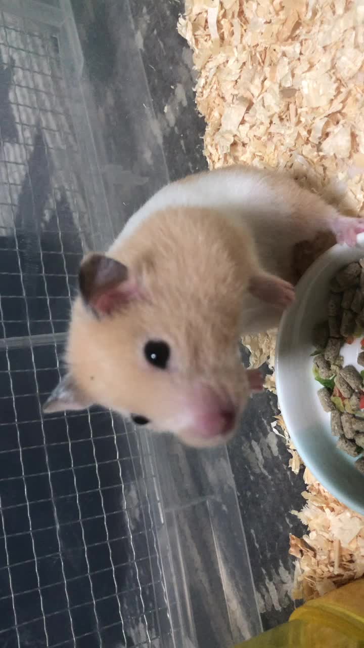 @クラゲ（:]ミ