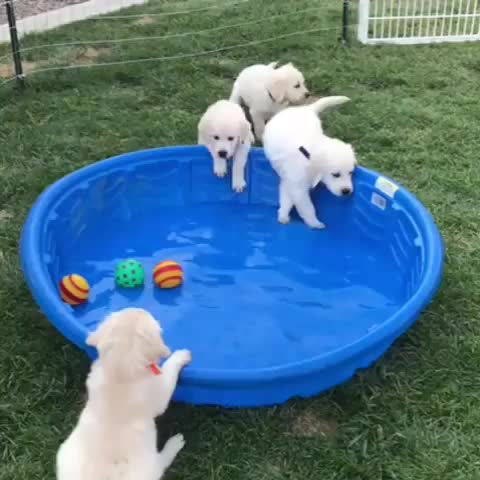 @pet_lover😍