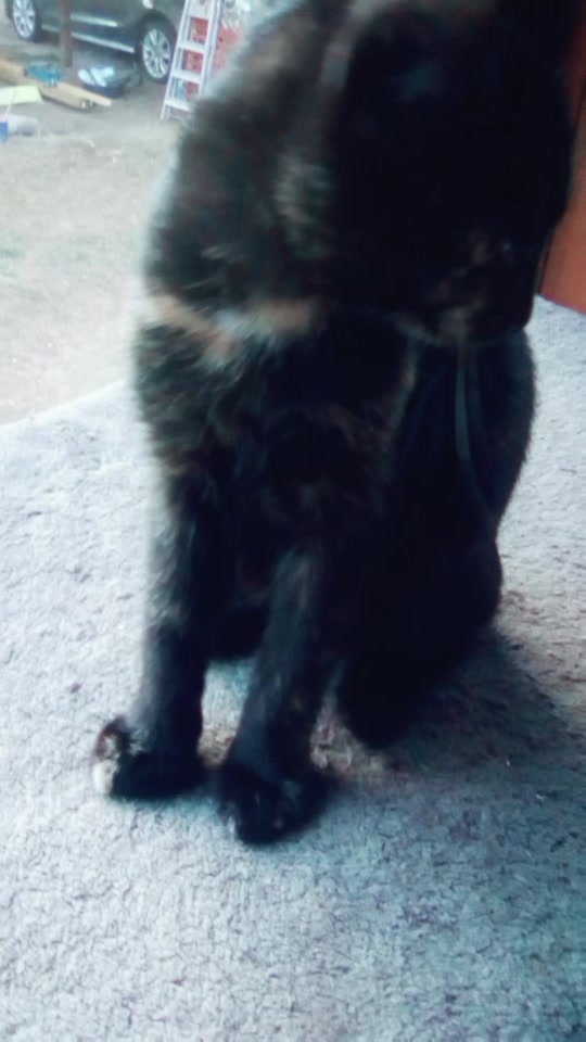 @Katze