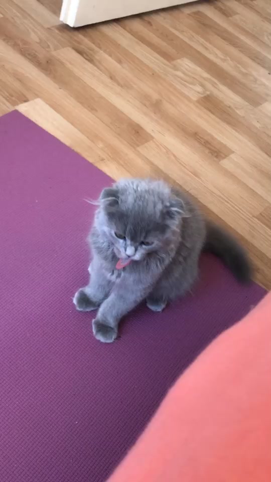 @Lili🐱❤️