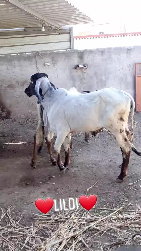 @vishal_ mundhava_ 88