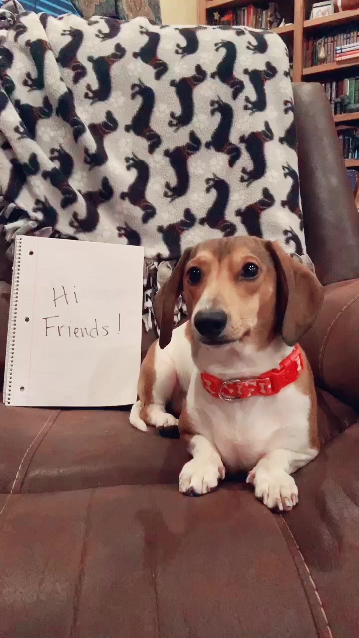 @@ballparkdoxies
