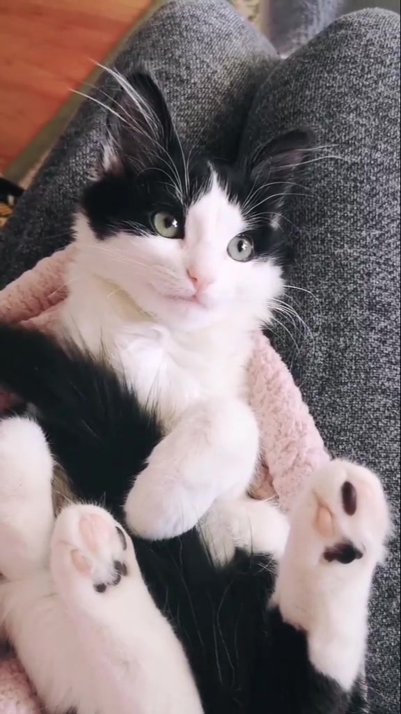 @If I fits I sits