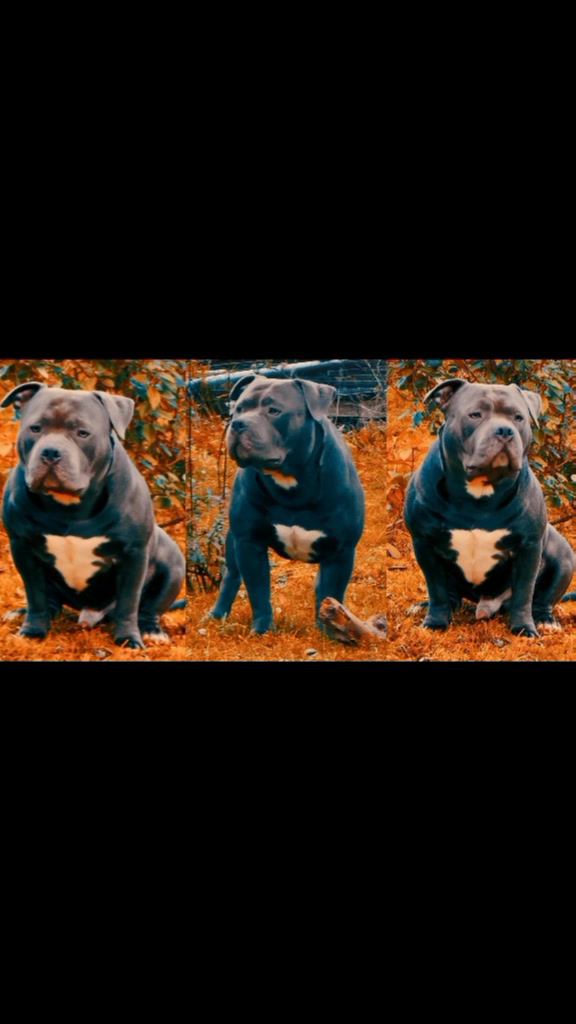 @GordiTheBully