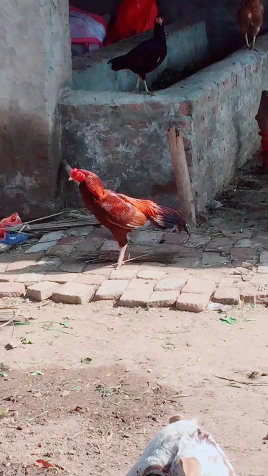 @CH Sarfraz Guجar
