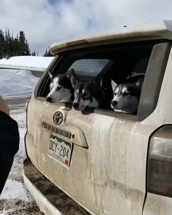 @coloradohuskies