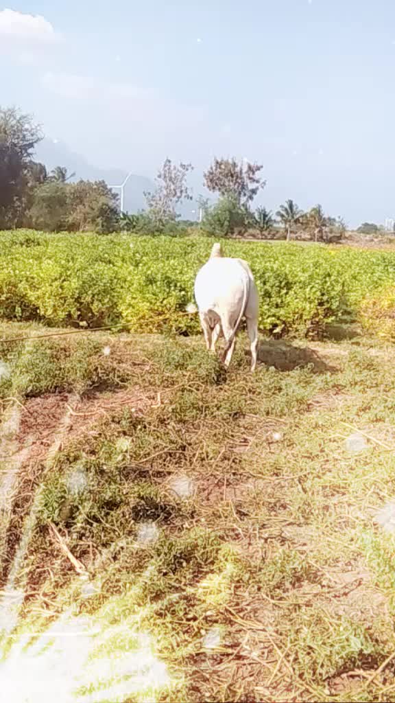 @ரஞ்சித்அய்யனார்குளம்