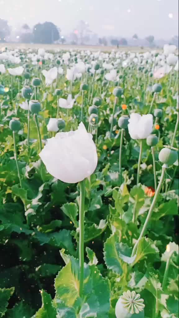 @Bhagirath sharma 🥰?