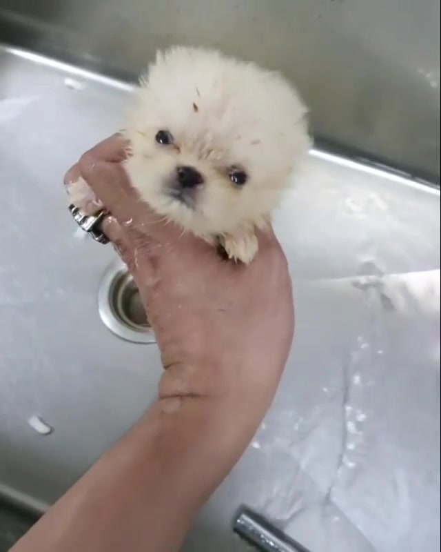 @Dogcastle_TH