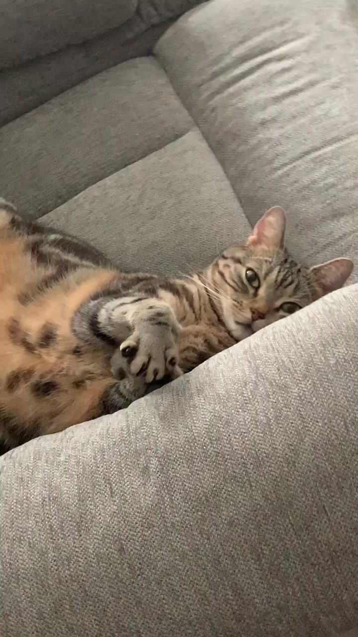 @Tabi.silvertabby