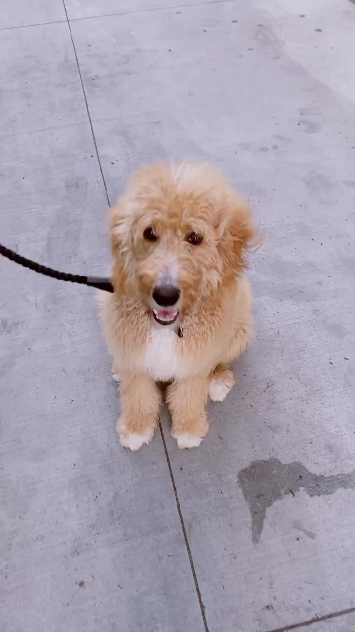 @Koba&rsquo;s Four Paws Institute
