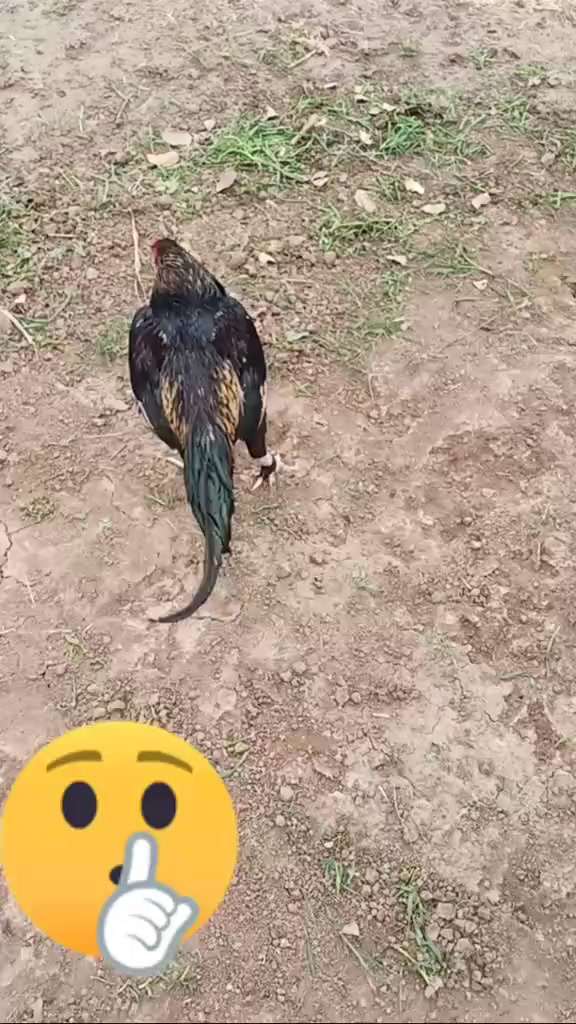 @CH Sarfraz Guجar