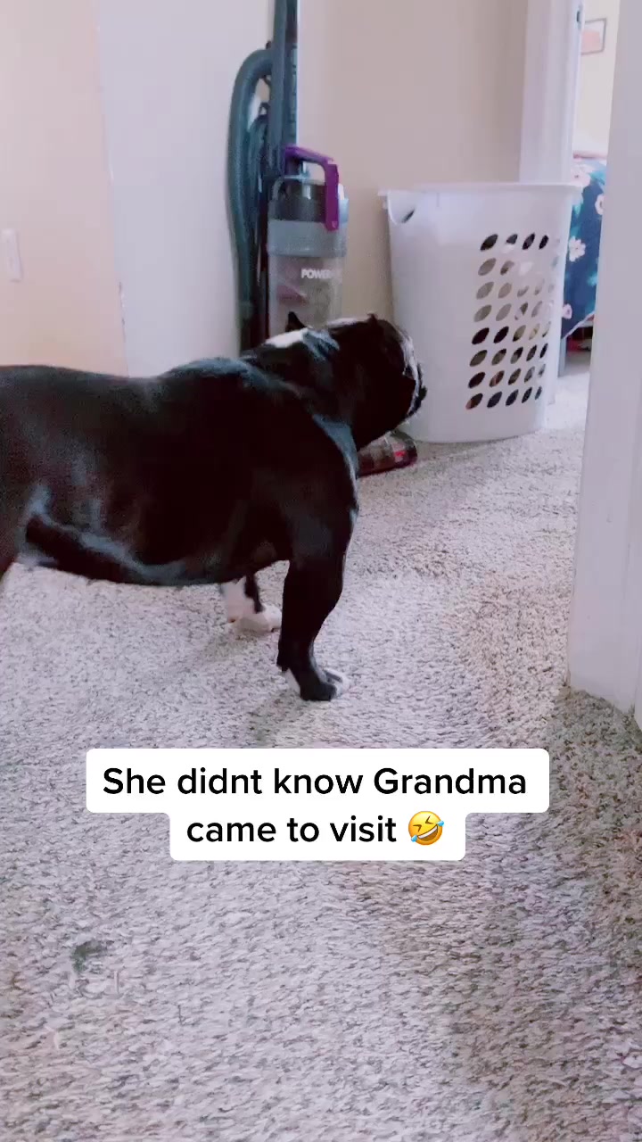 @illwestbullys