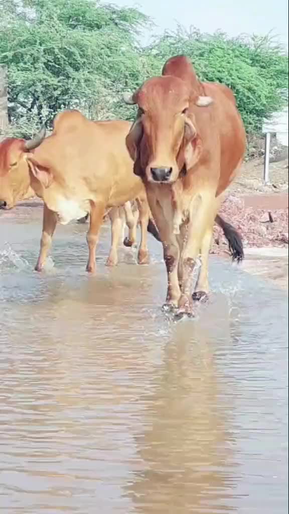 @🦁 જયલો આયર 👑