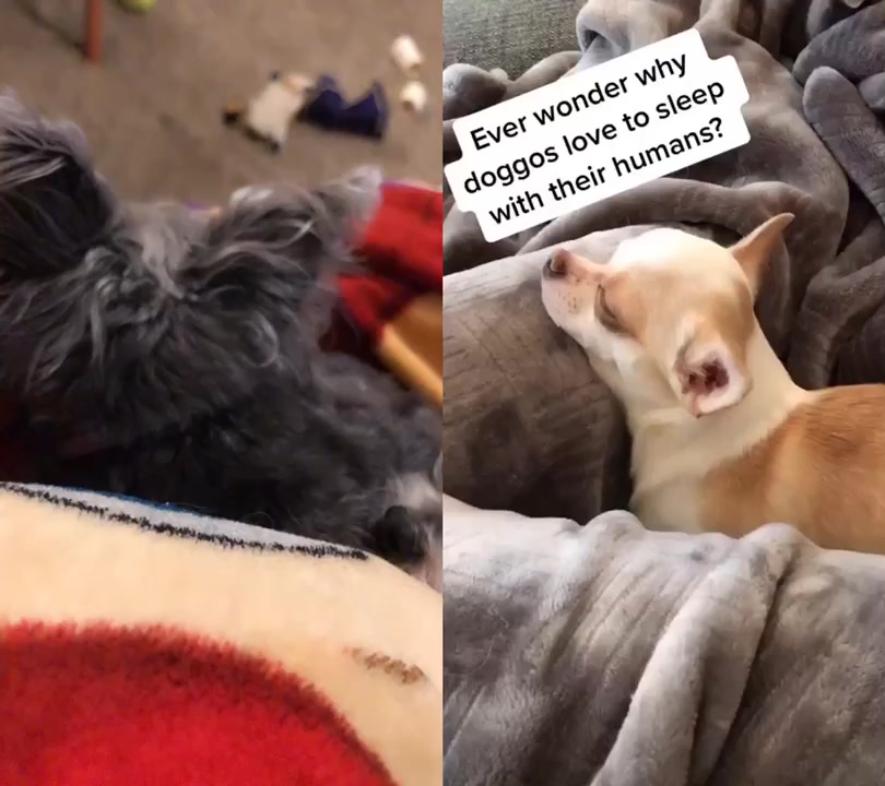 @Cheeserobber