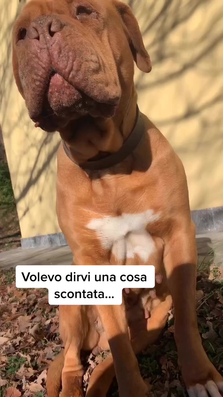 @sonorosy🐶