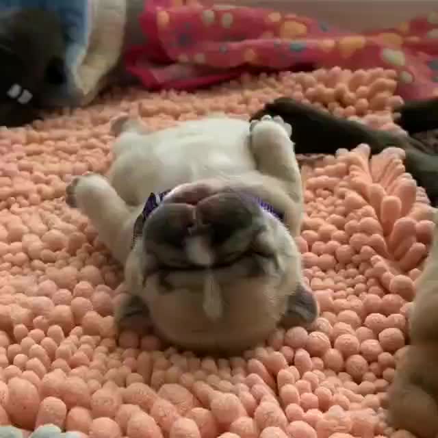 @Dogcastle_TH
